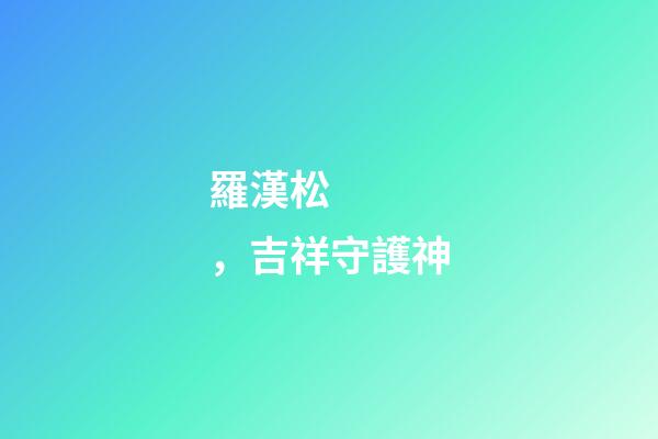 羅漢松，吉祥守護神